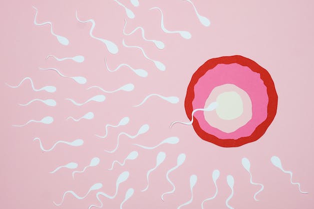 Kilo Veren Erkeklerin Sperm Sayısı Artıyor