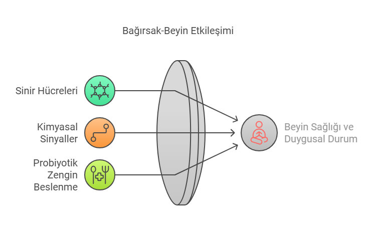 BAĞIRSAK VE BEYİN SAĞLIĞININ BAĞLANTISI NEDİR?