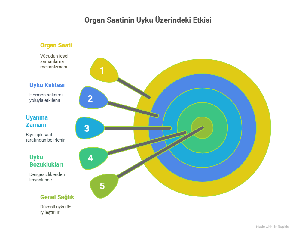Organ Saatinin Uyku Üzerindeki Etkisi