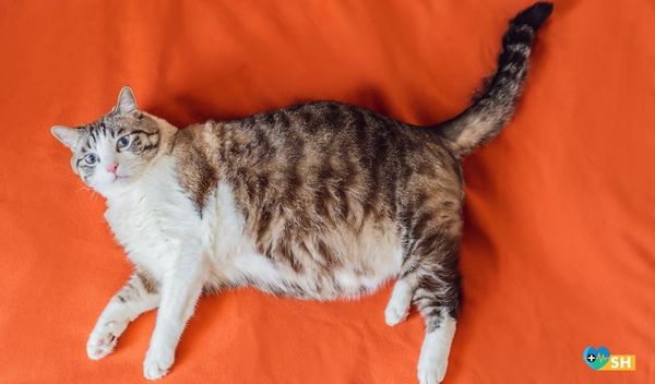 Evcil Hayvan Bakımı Nasıl Olmalı?