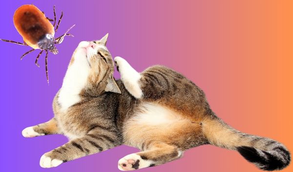 Evcil Hayvanları Kenelerden Nasıl Koruruz?