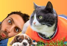 Evcil Hayvanınız İçin En Kritik Uzman Uyarıları