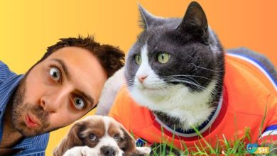 Evcil Hayvanınız İçin En Kritik Uzman Uyarıları