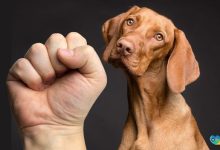 Hayvana Şiddet İnsan Olamamaktan Kaynaklanıyor