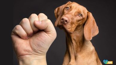 Hayvana Şiddet İnsan Olamamaktan Kaynaklanıyor
