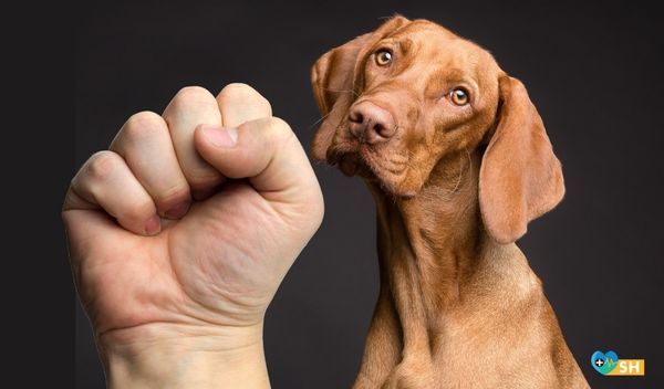 Hayvana Şiddet İnsan Olamamaktan Kaynaklanıyor
