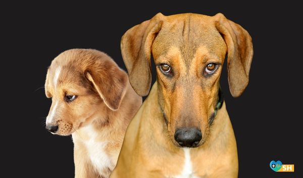 Hayvana şiddetin altında yatan ne?