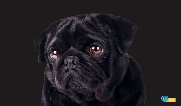 Hayvanlara kim şiddet uygular? Kimler neden sessiz kalır?