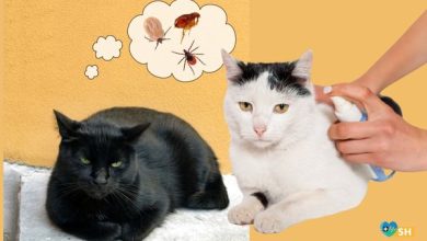 Keneler Evcil Hayvanların Kara Kabusu