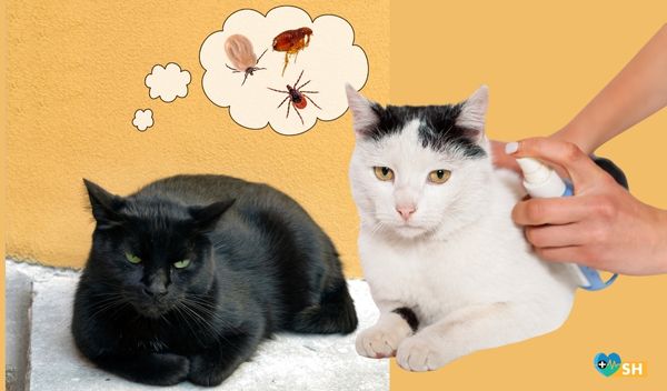 Keneler Evcil Hayvanların Kara Kabusu