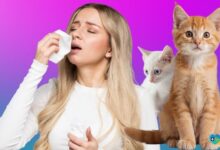 Artık Kedi Alerjim Var Demeyeceksiniz...