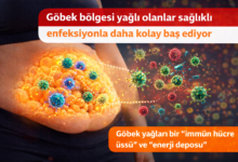 Göbek Yağı Sağlığımızı Koruyor, Nasıl mı