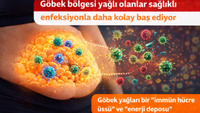 Göbek Yağı Sağlığımızı Koruyor, Nasıl mı